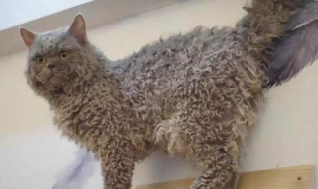 德文卷毛貓飼養方法有哪些