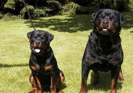 拳師犬和羅威納哪個好