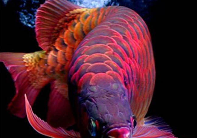 養紅龍魚ph值多少合適