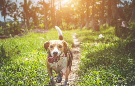 哪種小型犬好養又便宜
