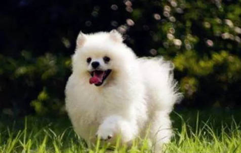 英系博美犬價格