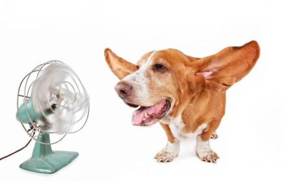 犬細(xì)小病毒用什么藥治療