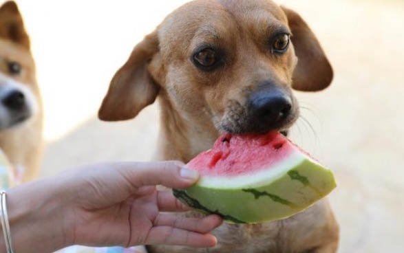 泰迪犬和比熊犬哪個好養