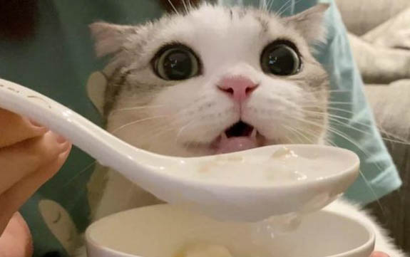 貓咪可以多久不拉屎拉尿