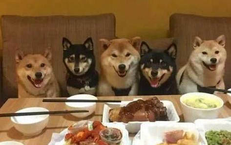狗狗疫苗一般多少錢