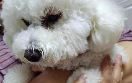 狗狗感冒了癥狀有哪些