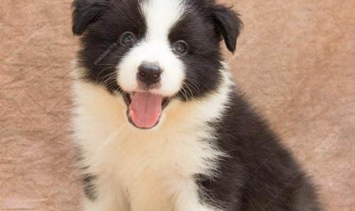 幼犬狗糧哪個牌子好