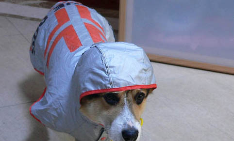 狗狗上火有哪些癥狀