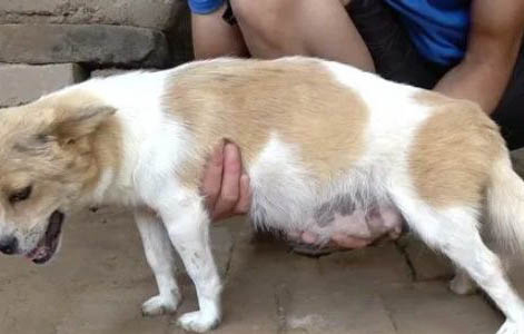狗狗被魚刺卡主喉嚨可以自愈嗎