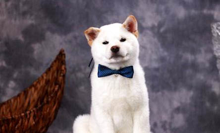 豆柴犬和柴犬哪個貴