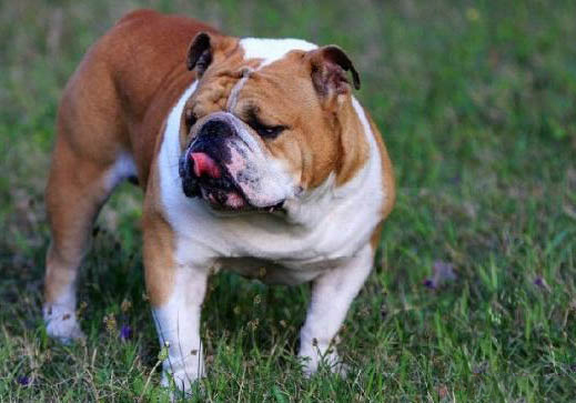 2022年英國斗牛犬價格一覽表