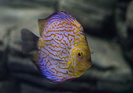 什么魚可以和神仙魚混養