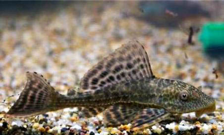養(yǎng)魚過水是什么意思