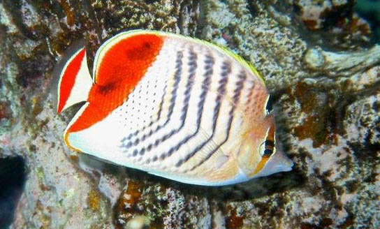 地圖魚腸炎