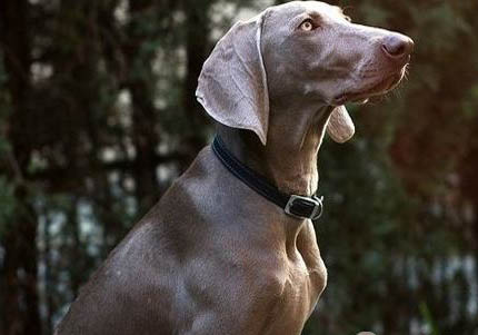 阿富汗獵犬如何喂養