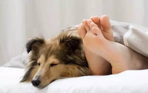 給狗狗修毛要注意哪些問題