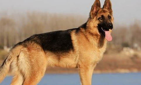 西安哪里有德牧犬舍