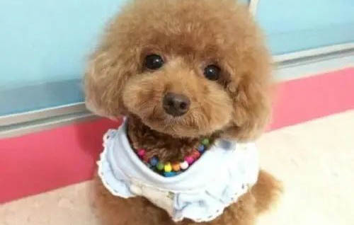 泰迪狗狗睡覺時老使勁甩身體的原因及處理方法