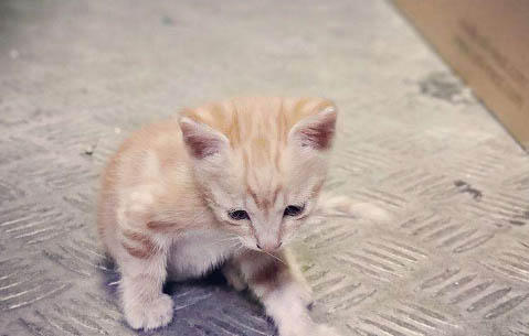 有哪些注意事項可以飼養幼貓