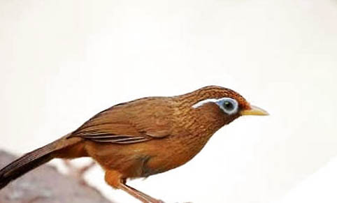 畫眉鳥唱鳥吃什么飼料好