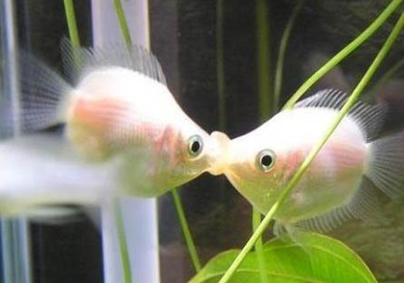 最好養的小型冷水魚有哪些？