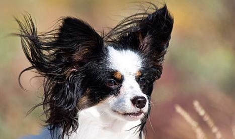 蝴蝶犬為什么那么少人養?
