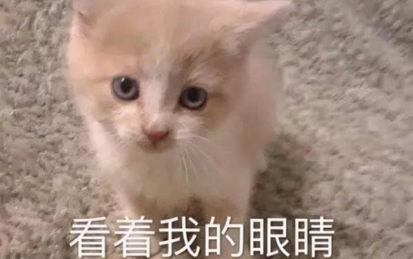 小貓貓咪得貓瘟傳染嗎