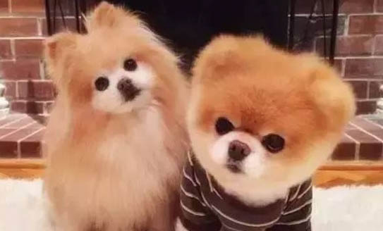 狗狗感冒吃了狗糧多久吃藥