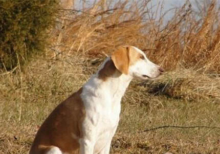 美國獵狐犬性情怎么樣啊