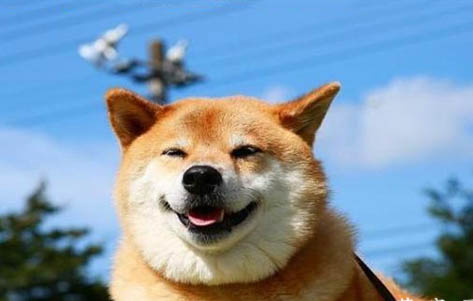 柴犬冬天可以室外養(yǎng)嗎