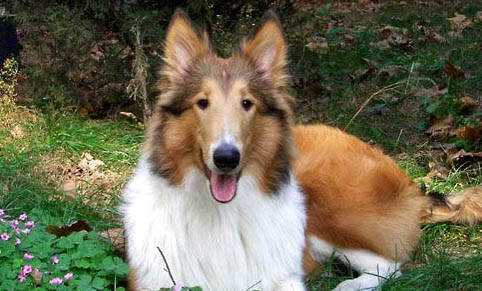 蘇格蘭牧羊犬好養嗎 蘇格蘭牧羊犬飼養方法