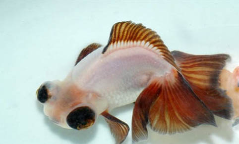 養(yǎng)金魚注意事項有哪些