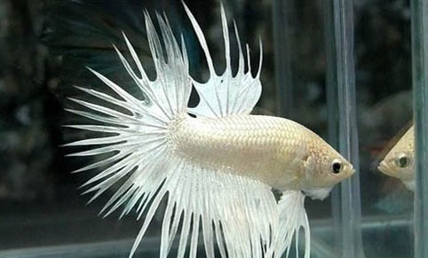 泰國斗魚是熱帶魚還是冷水魚
