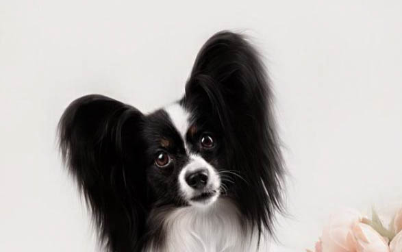 蝴蝶犬串串長(zhǎng)大后的樣子