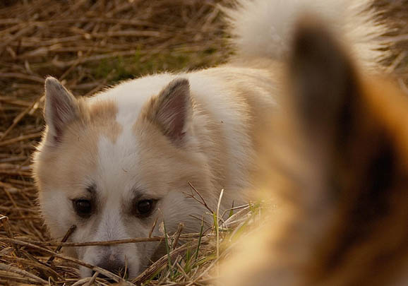 怎么給冰島牧羊犬測體溫