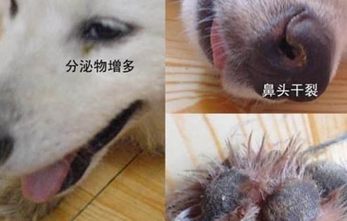 怎么訓練狗狗撿東西