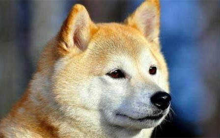 小狗得了狂犬病大概多久會得狂犬病