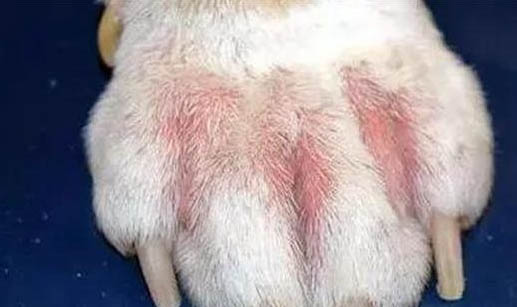 狗狗耳朵長耳螨化膿怎么辦？