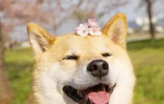 怎么判斷柴犬認主了