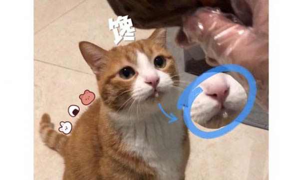 貓咪是否得了黃疸怎么查