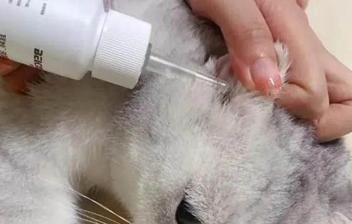 貓咪不愛叫是什么性格