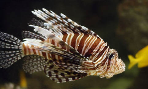 魚缸養魚的方法和技巧