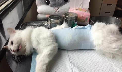 貓咪能喝酸奶么