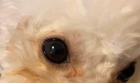 狗狗牙齒 為什么黃