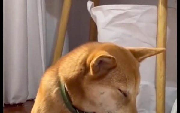 狗狗肚子長瘤子了怎么辦？