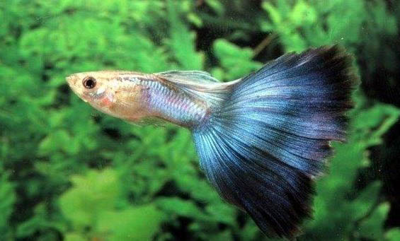 魚(yú)鰭根部充血如何預(yù)防
