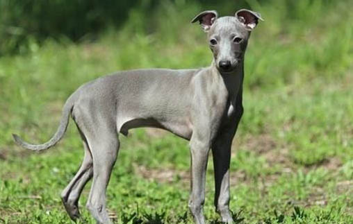 波斯純種靈緹犬