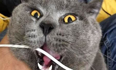 貓咪喂奶有哪些注意事項