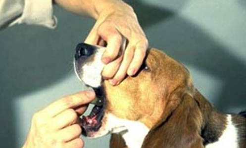狗狗懷孕多久驗孕棒能測出來