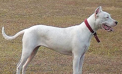 杜高犬骨折癥狀有哪些